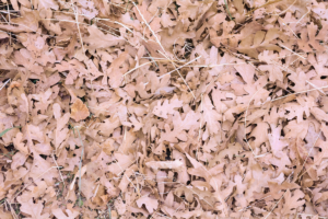 brownleaves