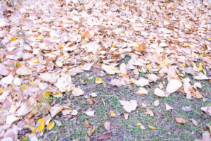 leaves