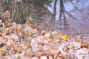 leavesandwater